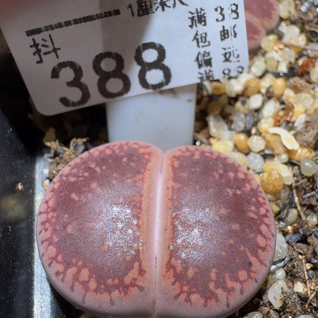 Ssss精品生石花388