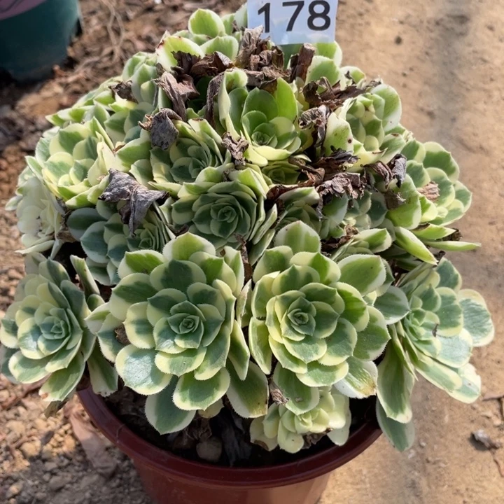 无花朵178多肉植物迈巴赫