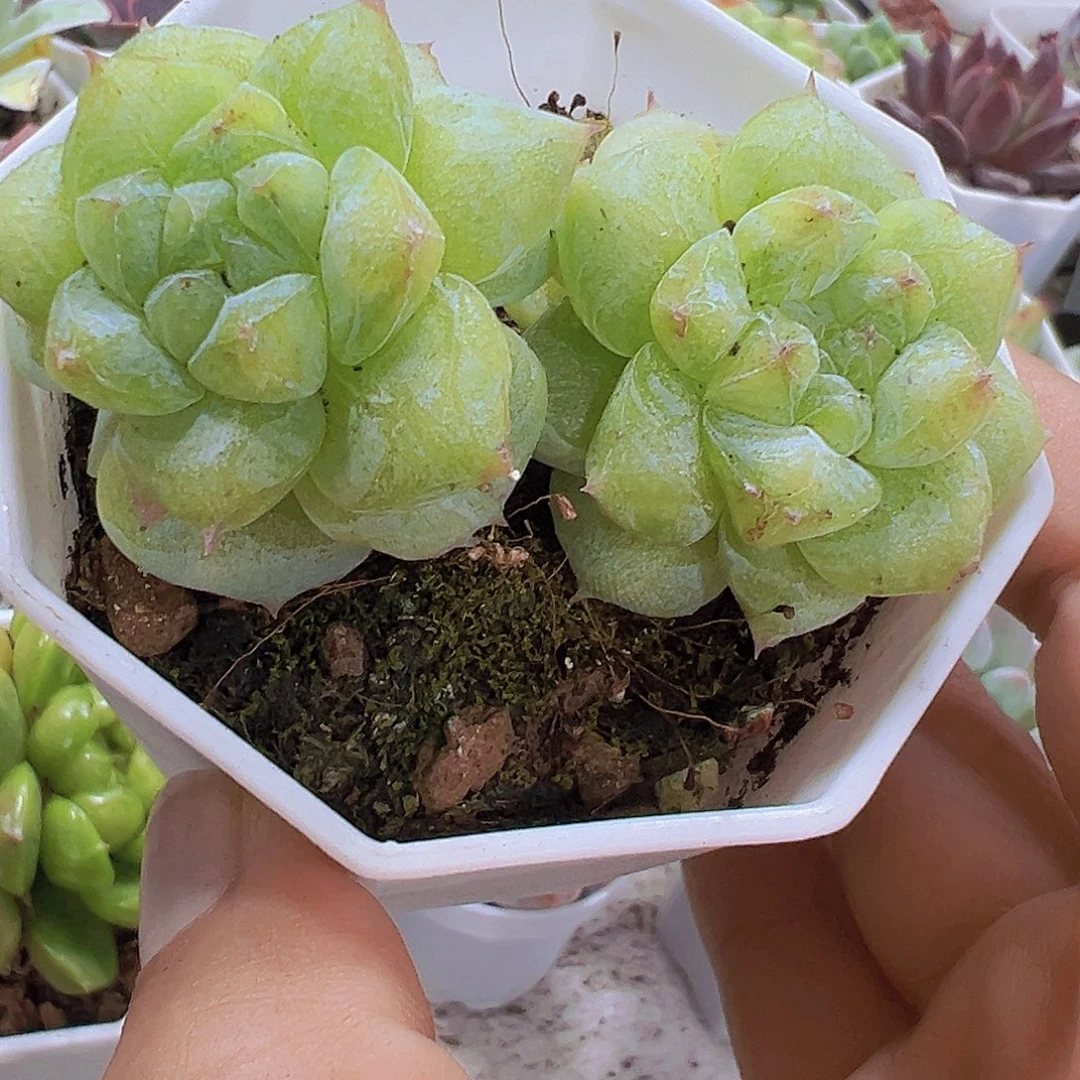 双头粉钻石化9.9包邮