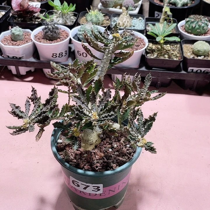 673实生皱叶麒麟