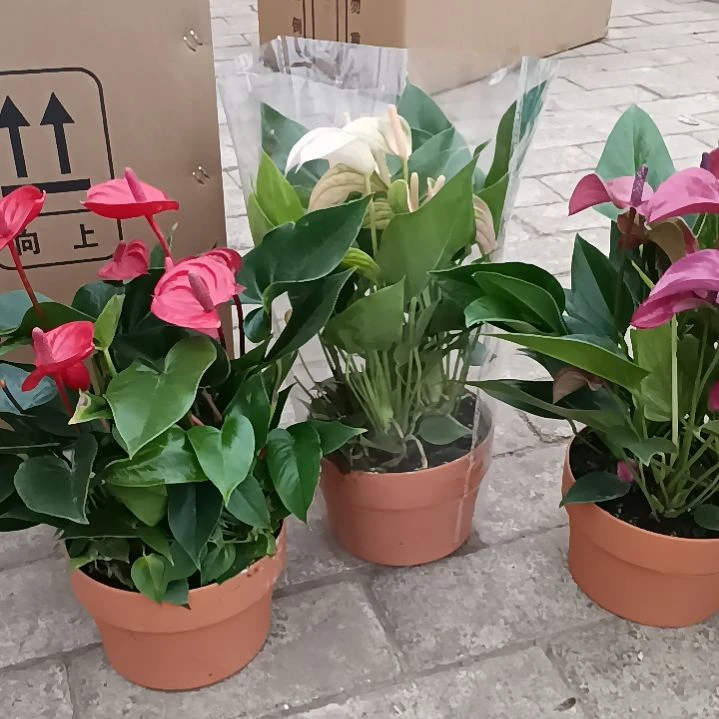 首衡花卉博览园专拍