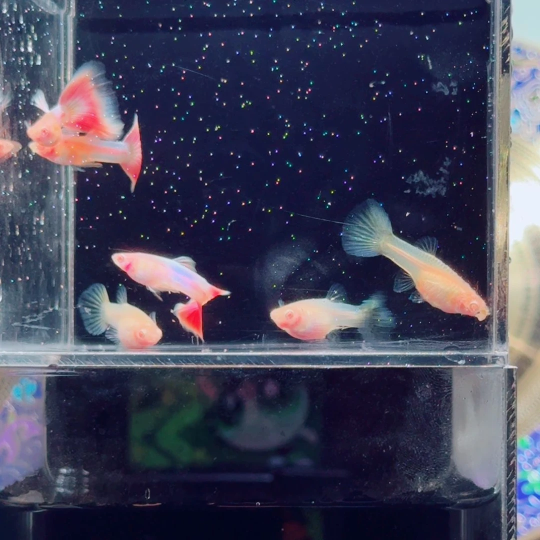 孔雀鱼天使彩虹亚成3对