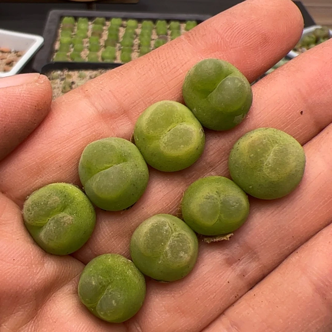 【闪购商品】000000019