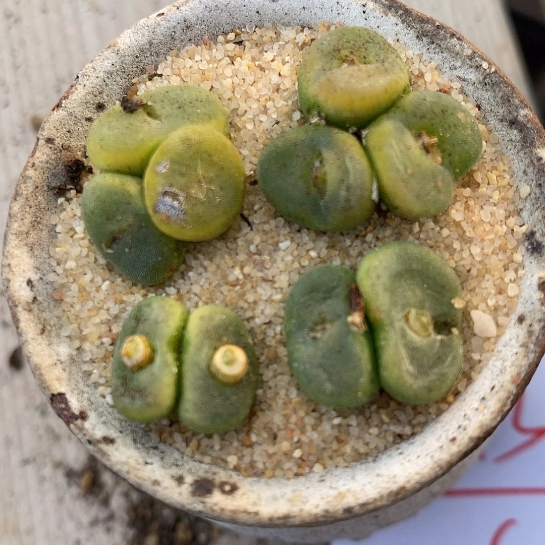 2113水晶鞋多头一组