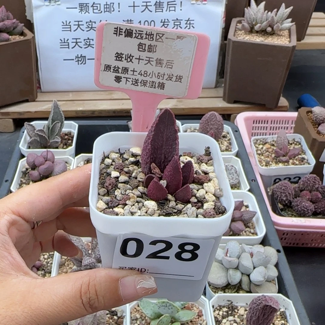 028楞叶猪肝多肉植物