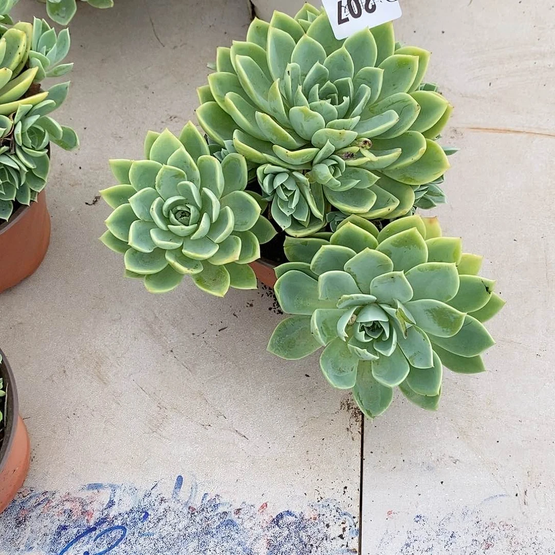赵***君207三色堇多肉植物