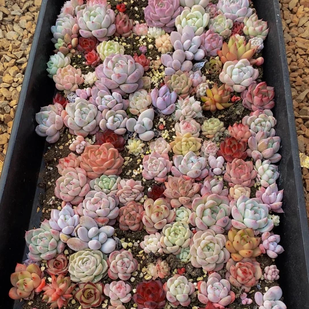 507多肉植物保护研究所所长助理研究员