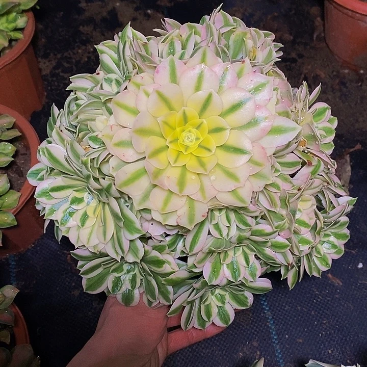 迈巴赫多肉植物法师