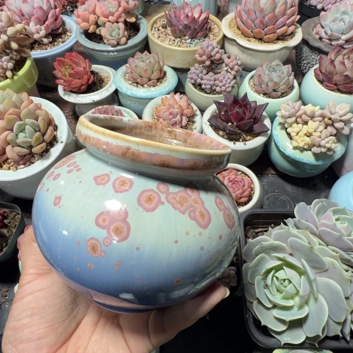 特价花盆 满50发货 内口8