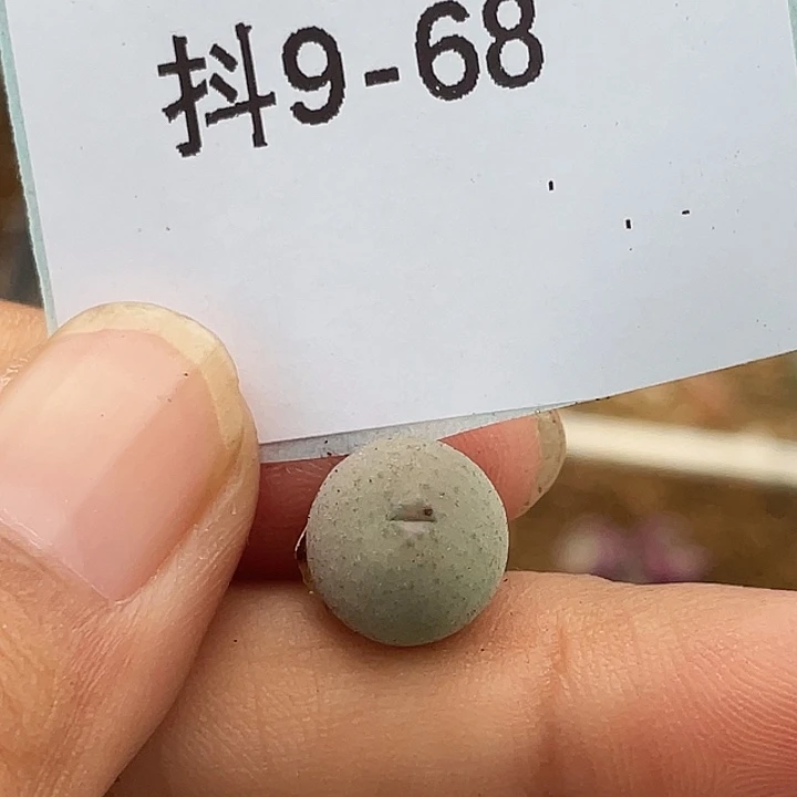 9-68鸭嘴兽苗多肉植物