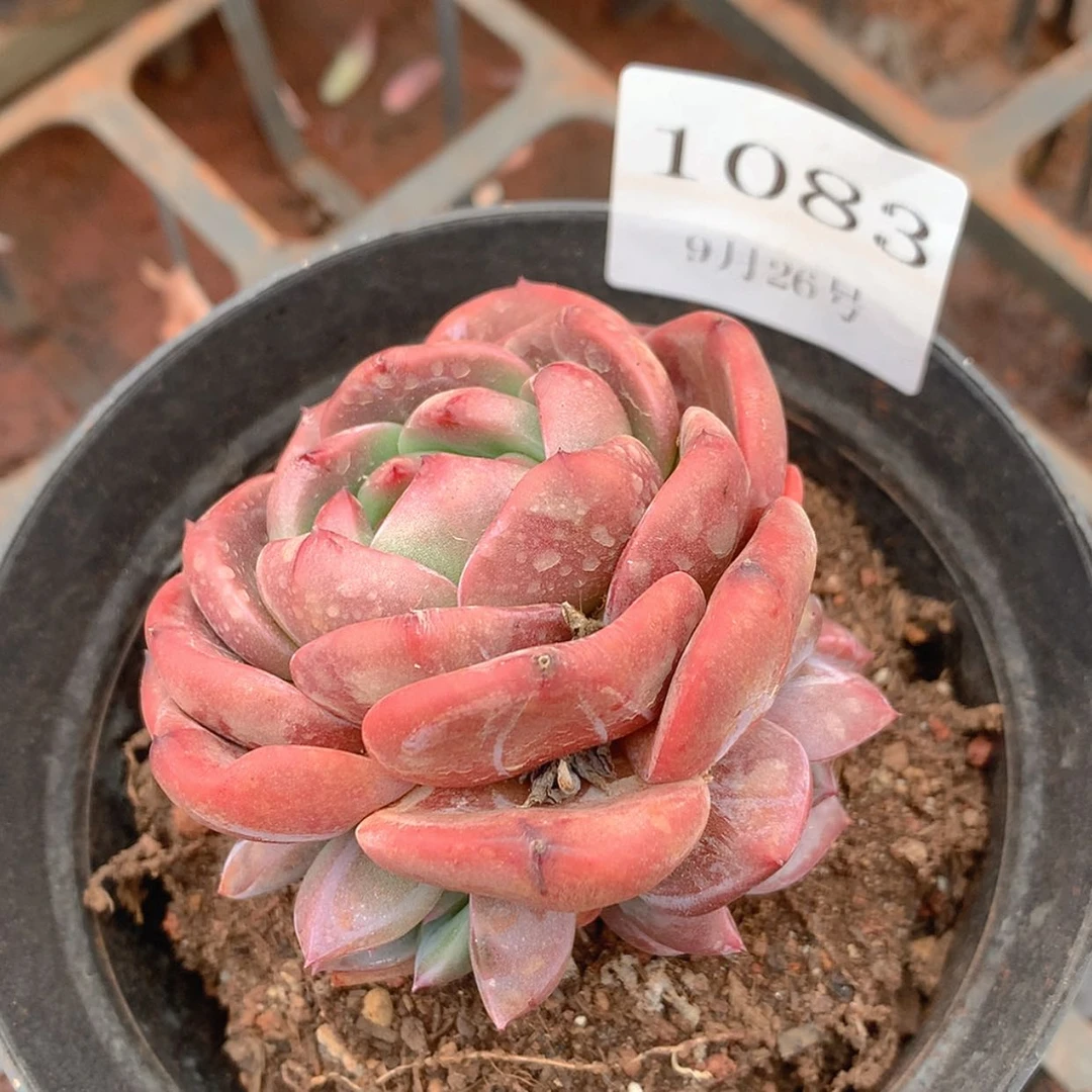 【闪购商品】云1083号