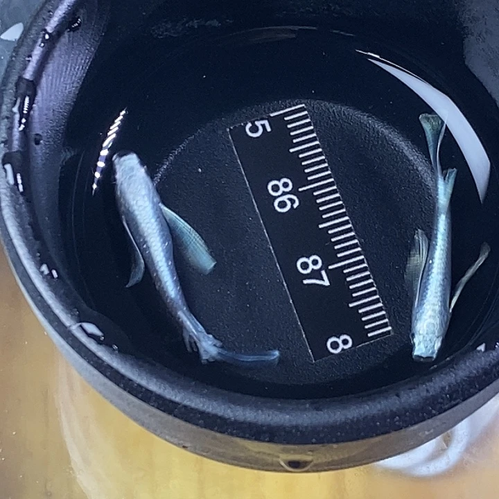 青鳉鱼长天使48号