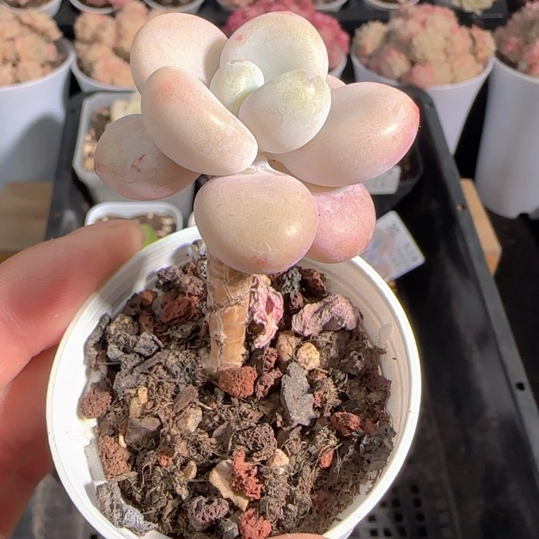 多肉1231-36洛神小老桩