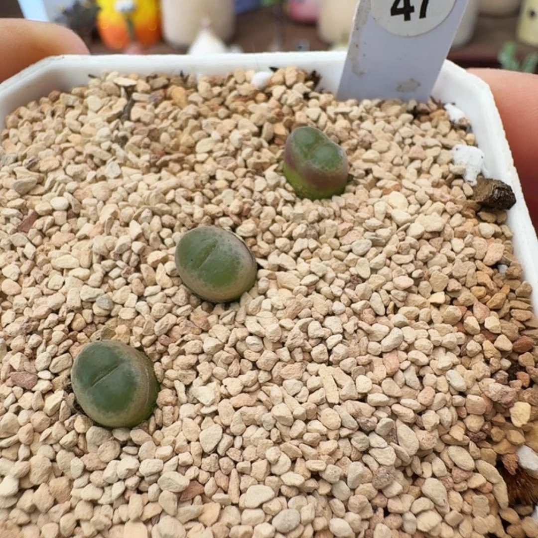 多肉植物福利胖虎风铃尺寸小四年的47