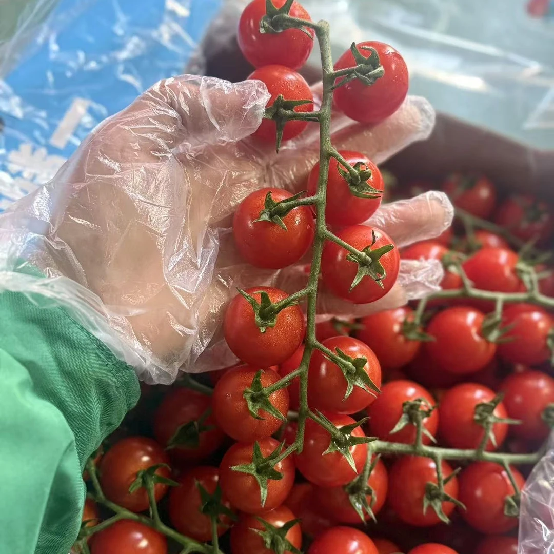 一颗大红色番茄1斤千禧圣女果