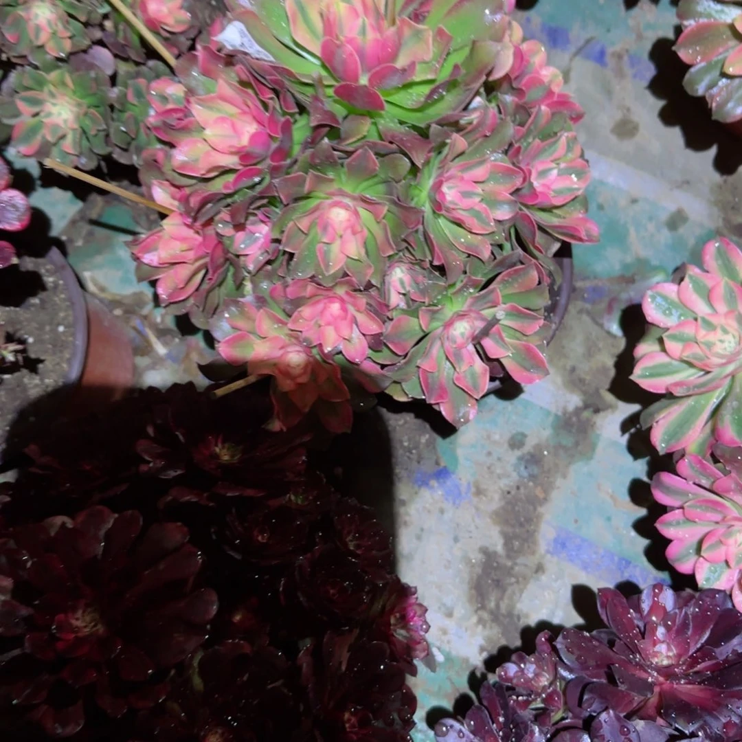 红秀法师多肉433