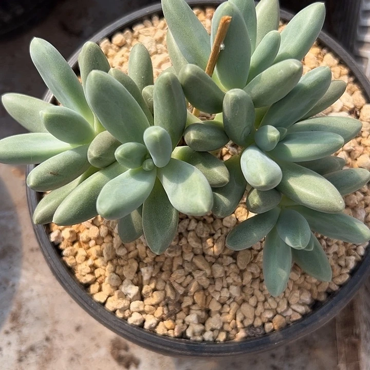 柏*欧若拉，一物一拍