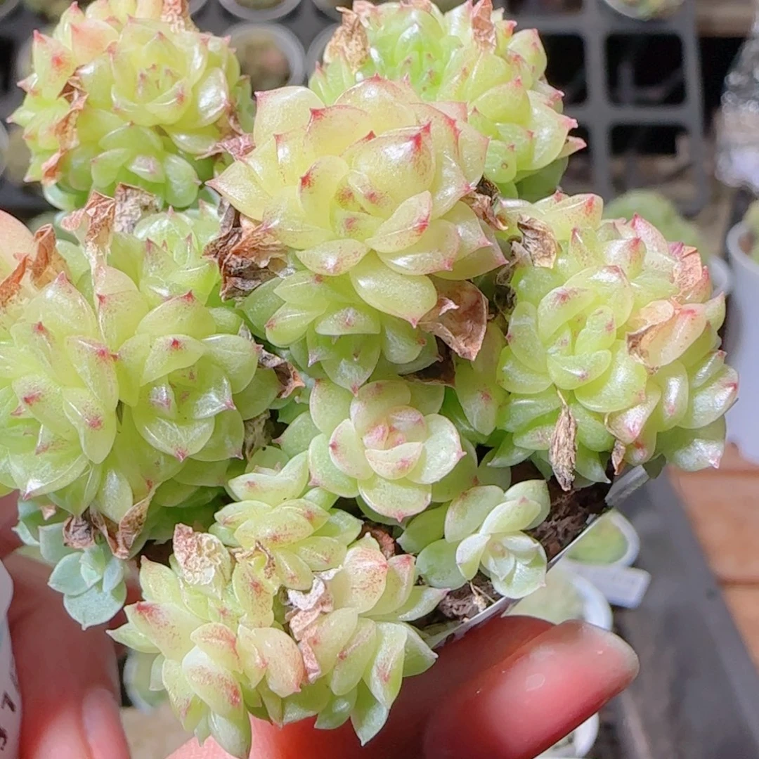 花语逸镜1101-306散