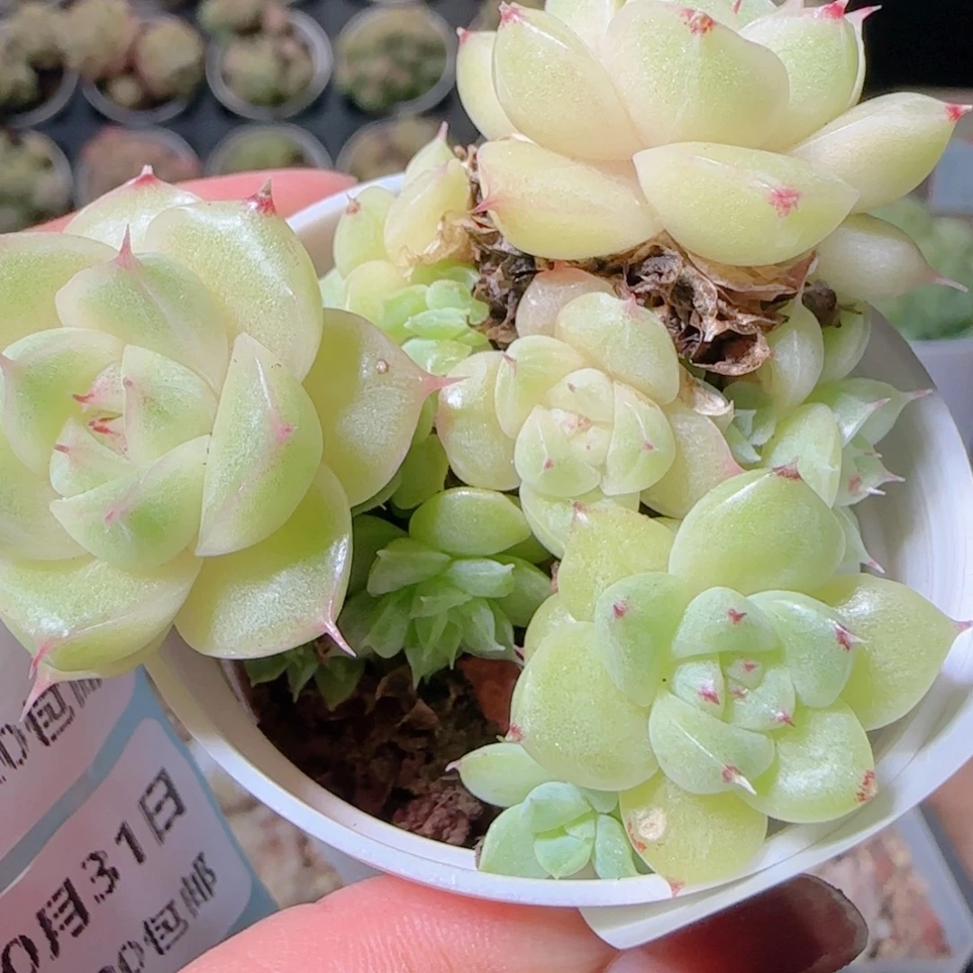 花语逸镜1031-274散