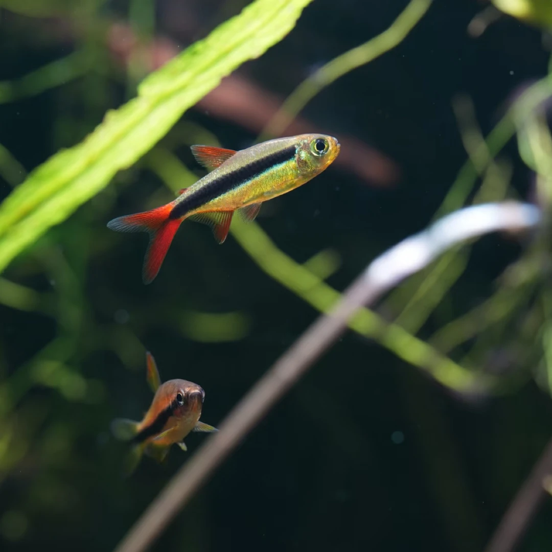 赤焰绿翡翠·稀有高端热带观赏鱼活体·无开箱不售后·入缸不包损