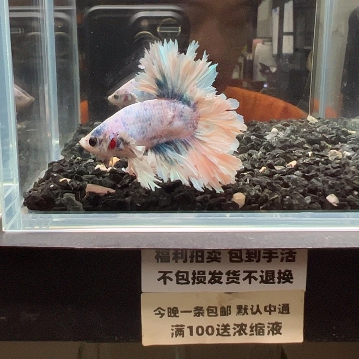 斗鱼竞拍跑单拉黑30日1433