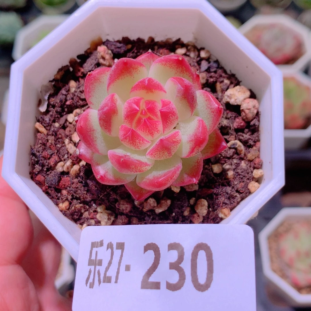 乐然27-230 精选糖心
