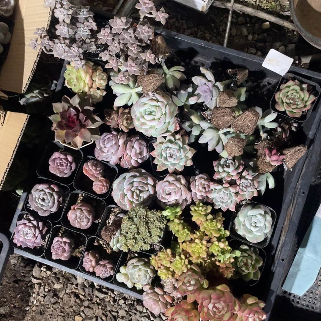 i***.冰淇淋机系列及产品在