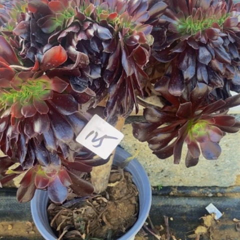 瓯紫缀多肉植物125多肉