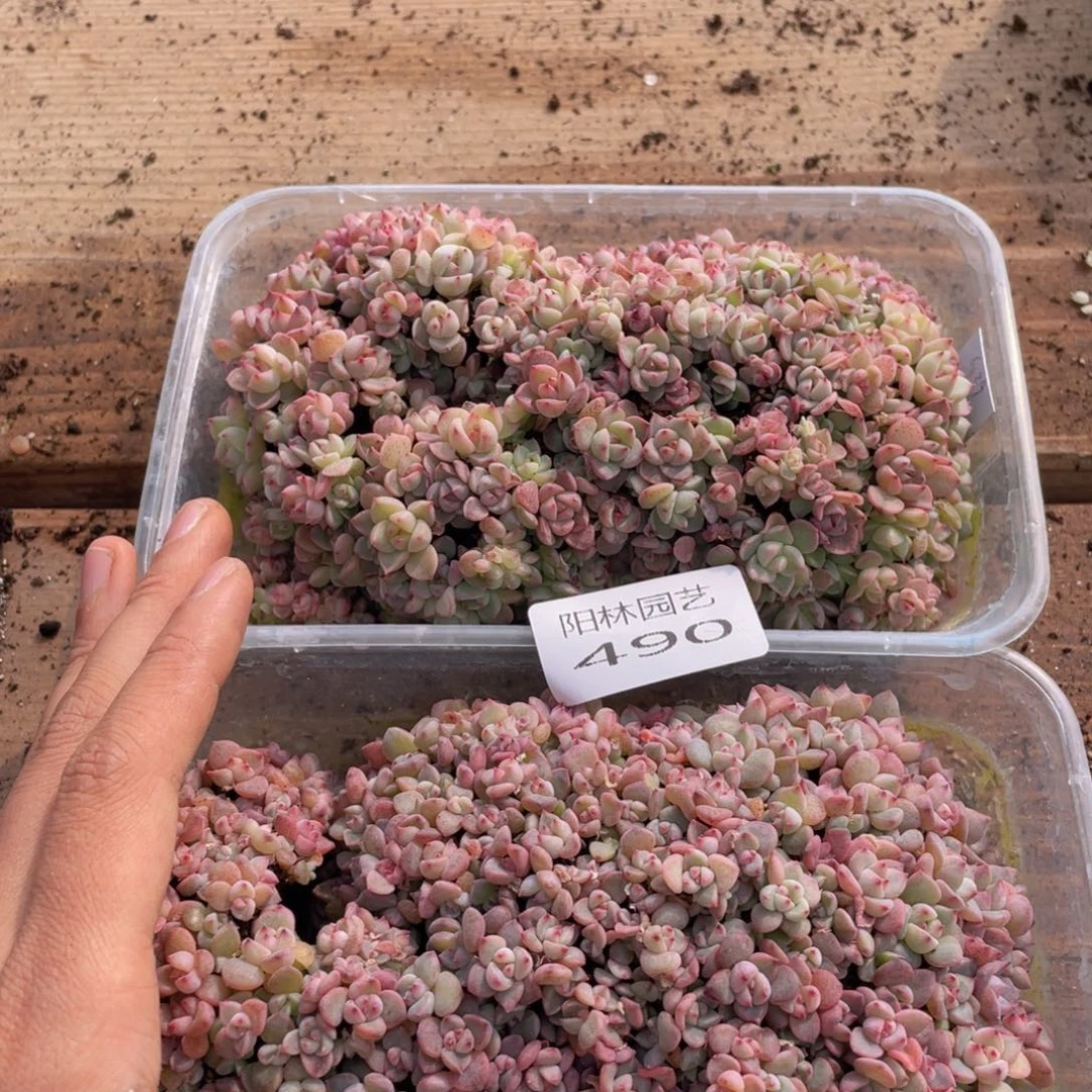 杰*?多肉植物多肉植物490