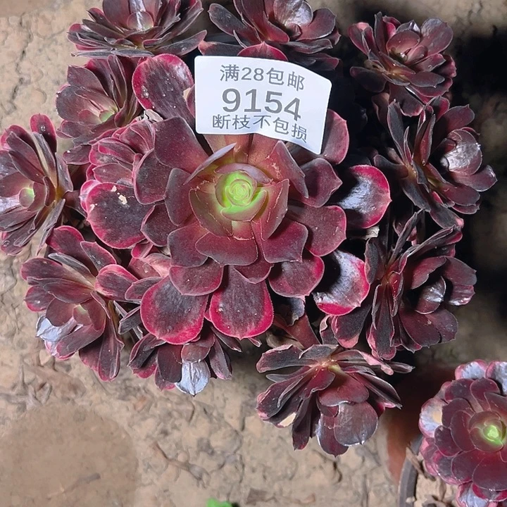 9154爱神多肉植物