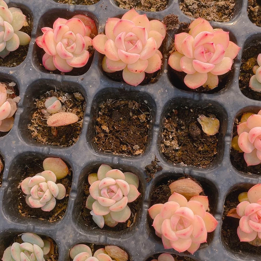 玉笛粉穴一个满25包邮