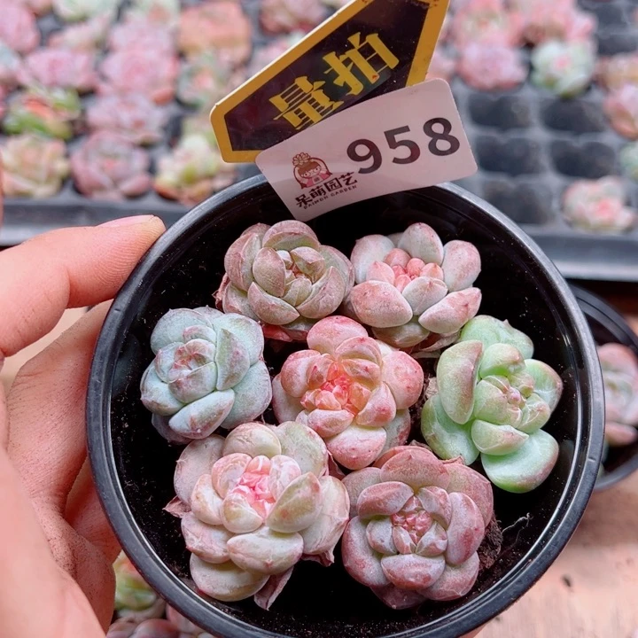 多肉植物多肉植物