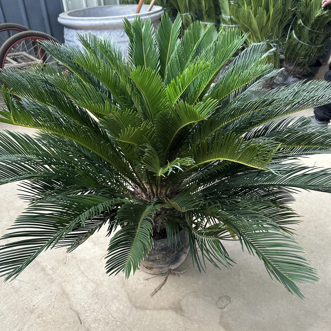 铁树盆栽适合室内外养殖四季常青耐寒耐旱好养植物