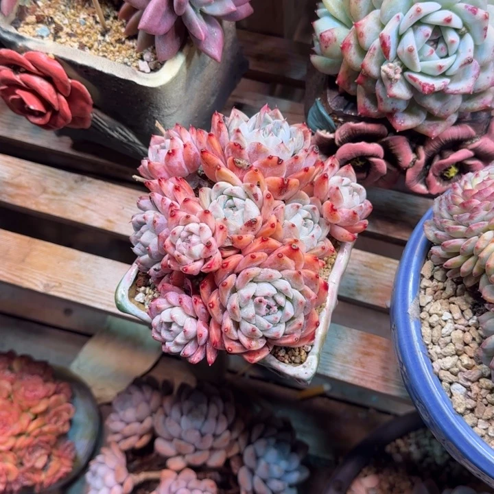 红粉家人多肉植物cggghjkk