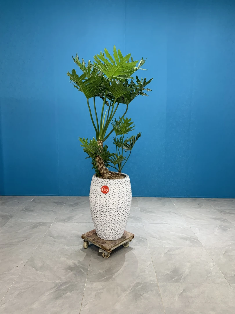 老桩造型龙鳞羽裂蔓绿绒春羽客厅办公室大型绿植好养【包邮到家】