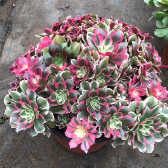 二***姨无花朵男神法师多肉植物698号