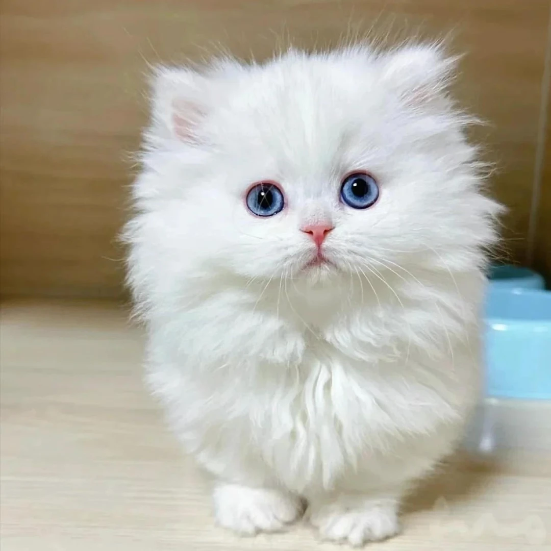 『一条猫舍直播号专属』猫猫活体链接