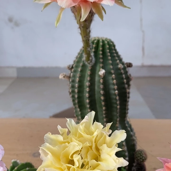 窗*彩草仙人球系列