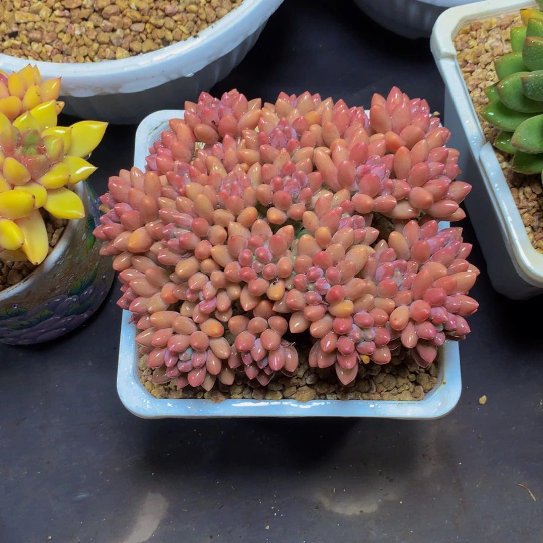 豆***子星黛露美人多肉植物