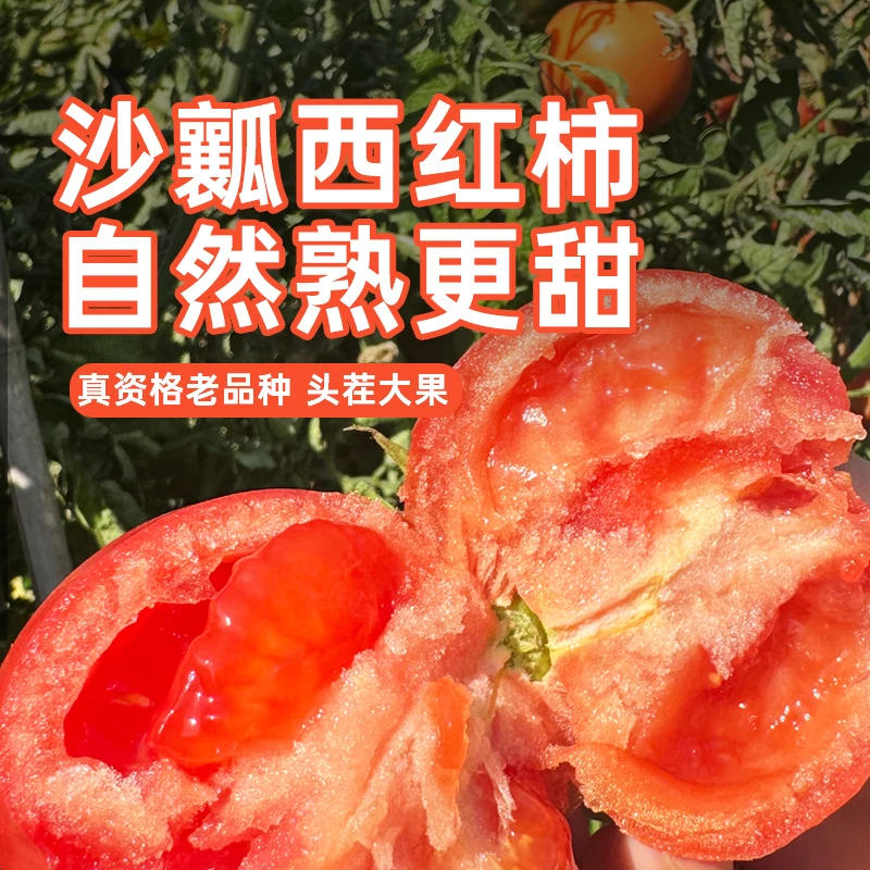 四川正宗攀枝花沙瓤番茄高山种植香甜可口满口爆汁