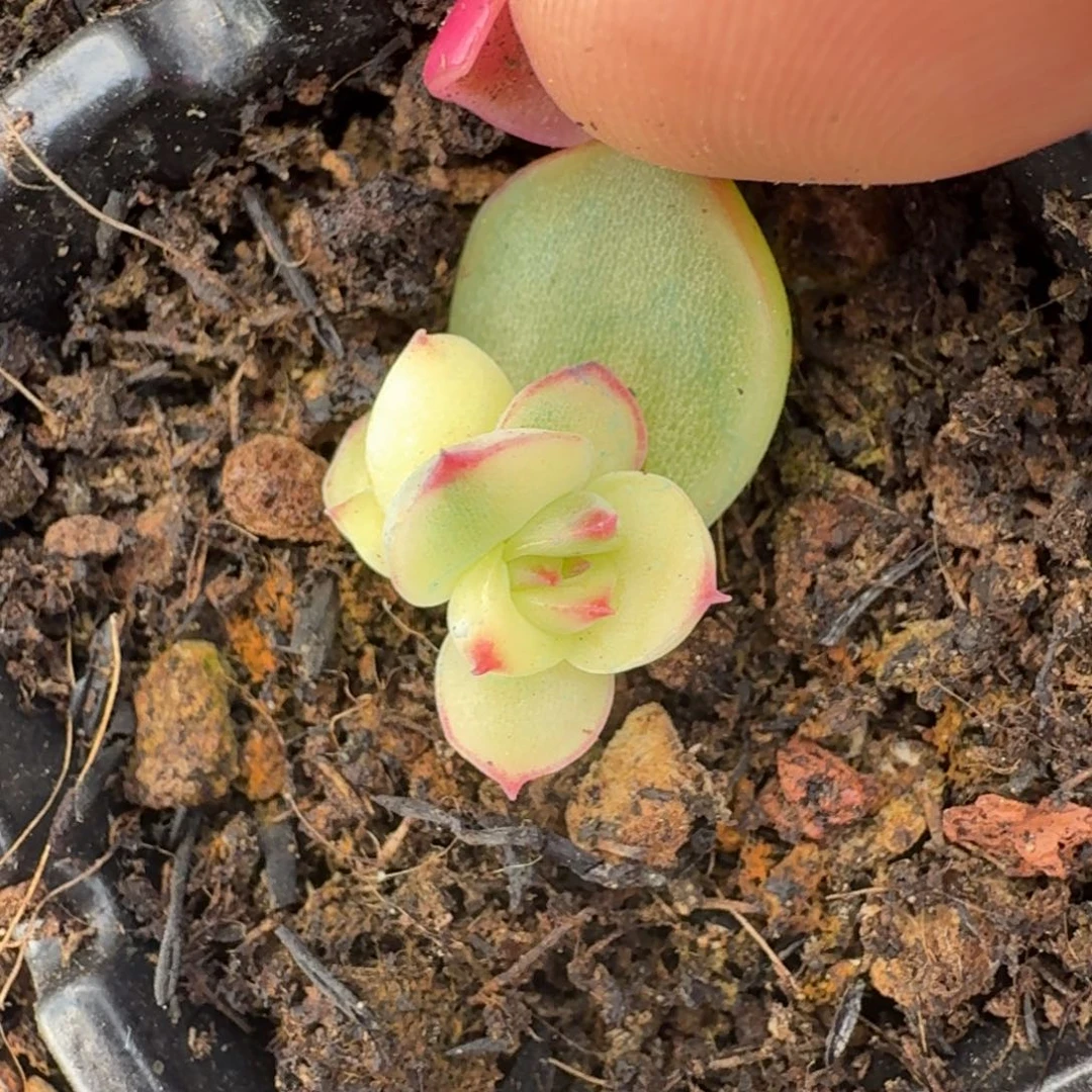 月亮石锦腹轮锦一刻的