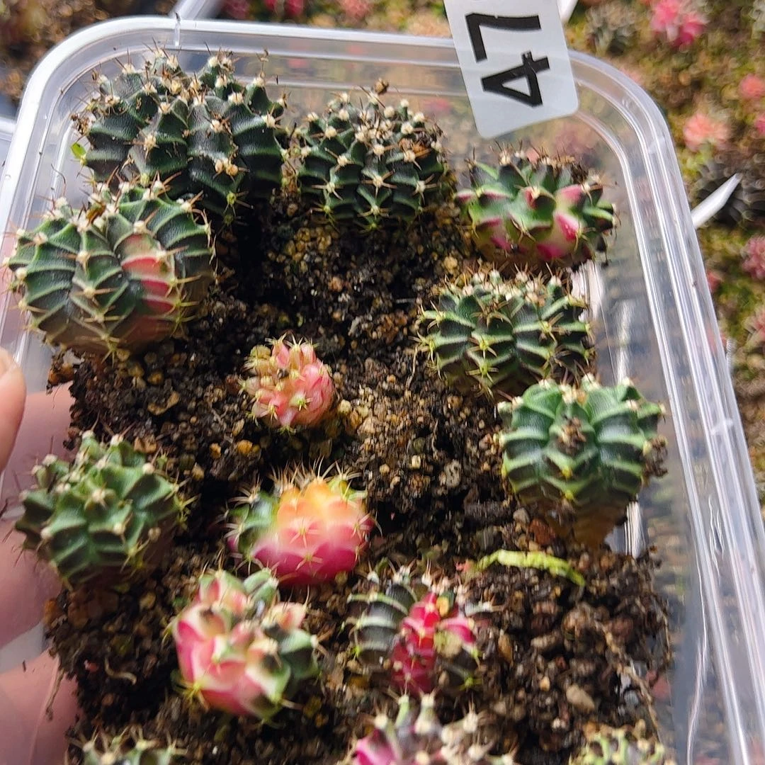 驭***马当前无花栽培后可以开花470