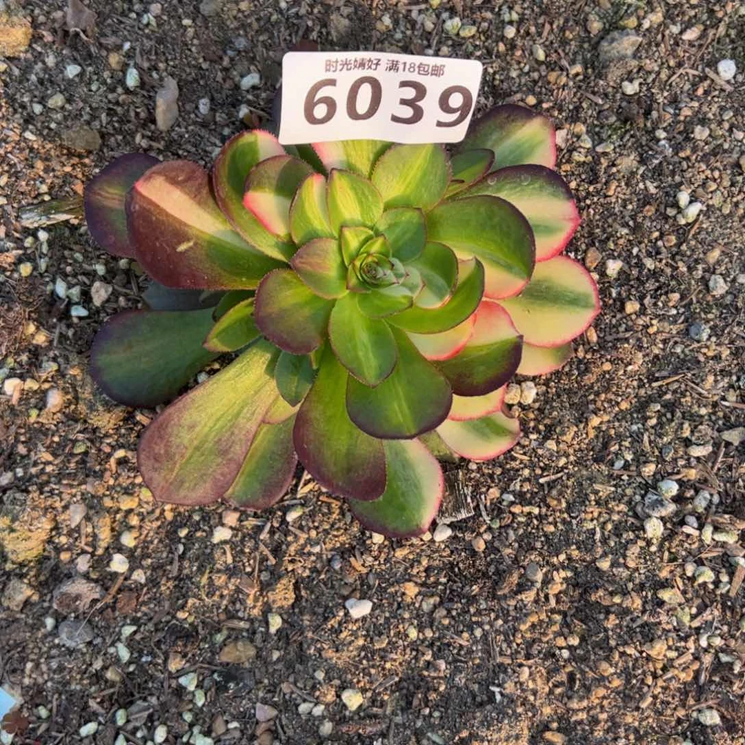 6039荔枝花脸多肉植物