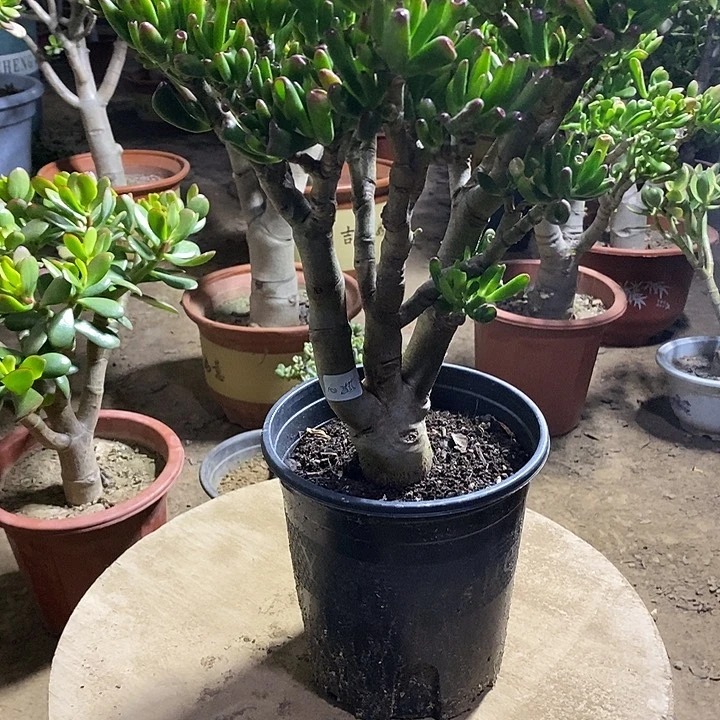 心****我39吸财树一物一拍
