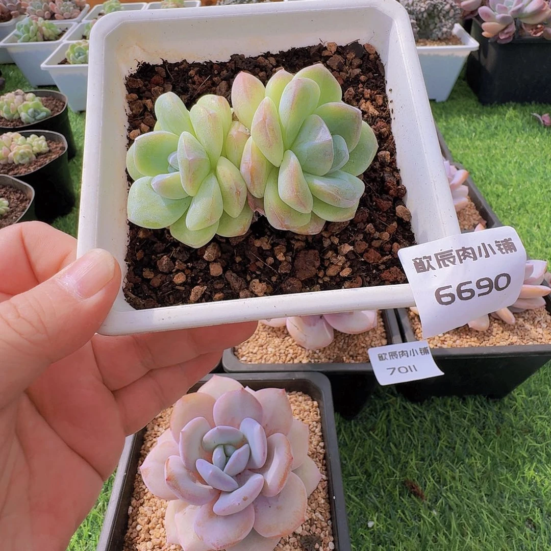 多肉植物冰玉双头6690