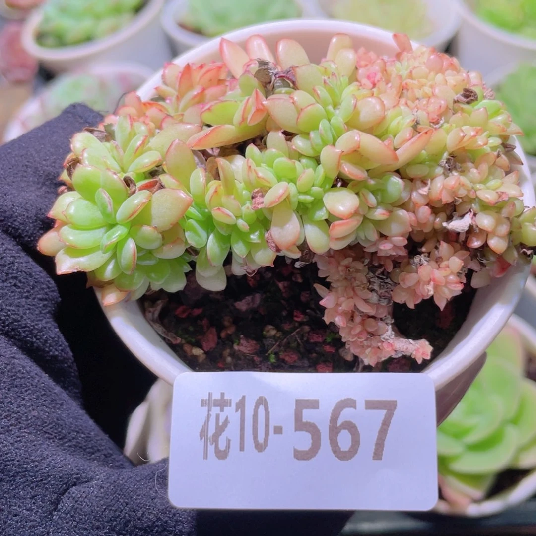 花利美10-567春桃缀化