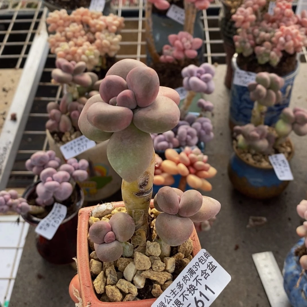 芒果奶酪611/5c m