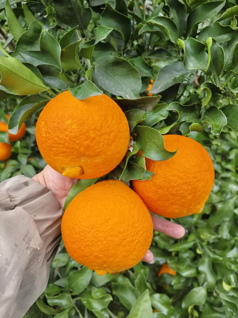 正宗四川爱媛38号果冻橙新鲜应季柑橘水果橙子