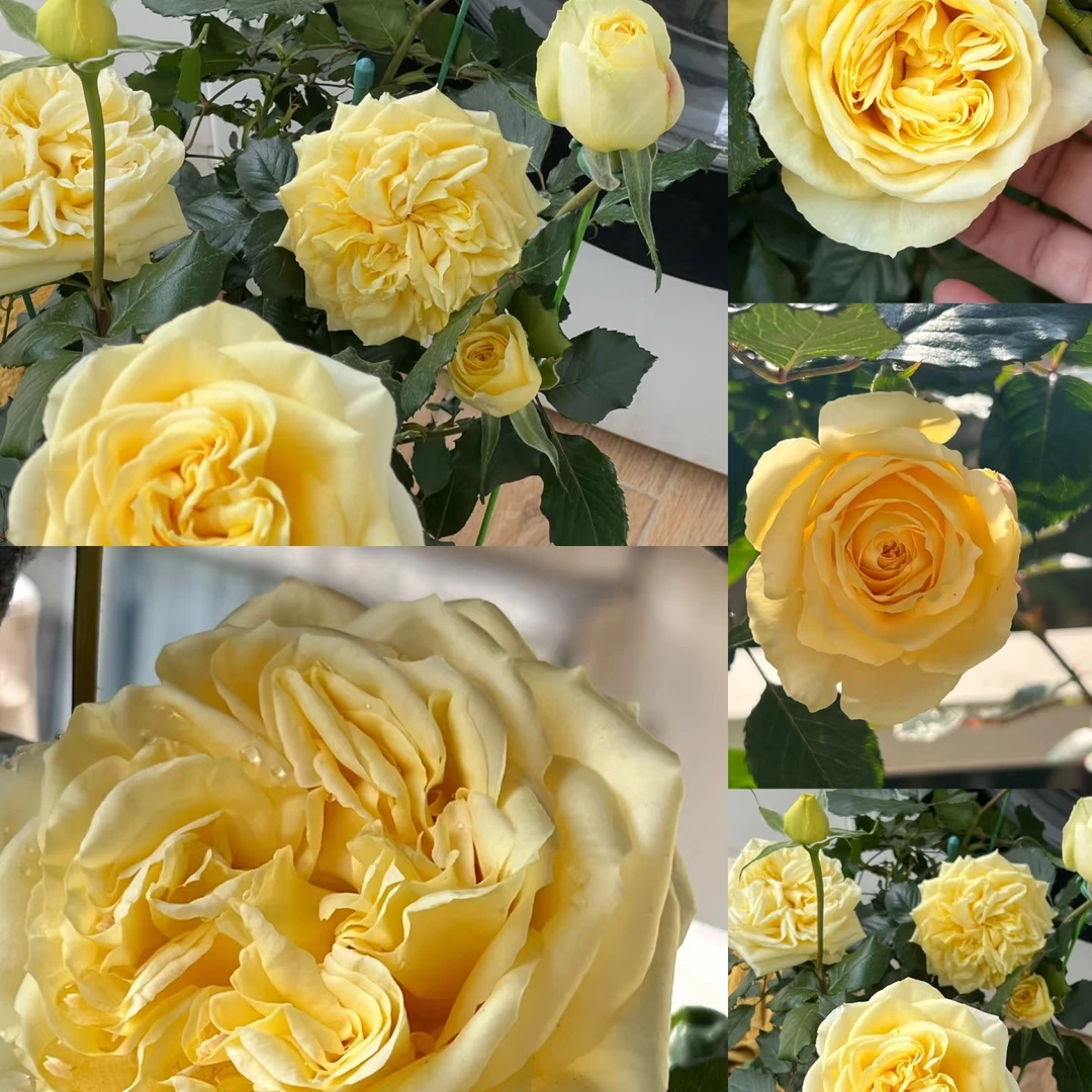 【心动美人独颗】月季花苗奶黄色大花多季节开花盆栽花卉