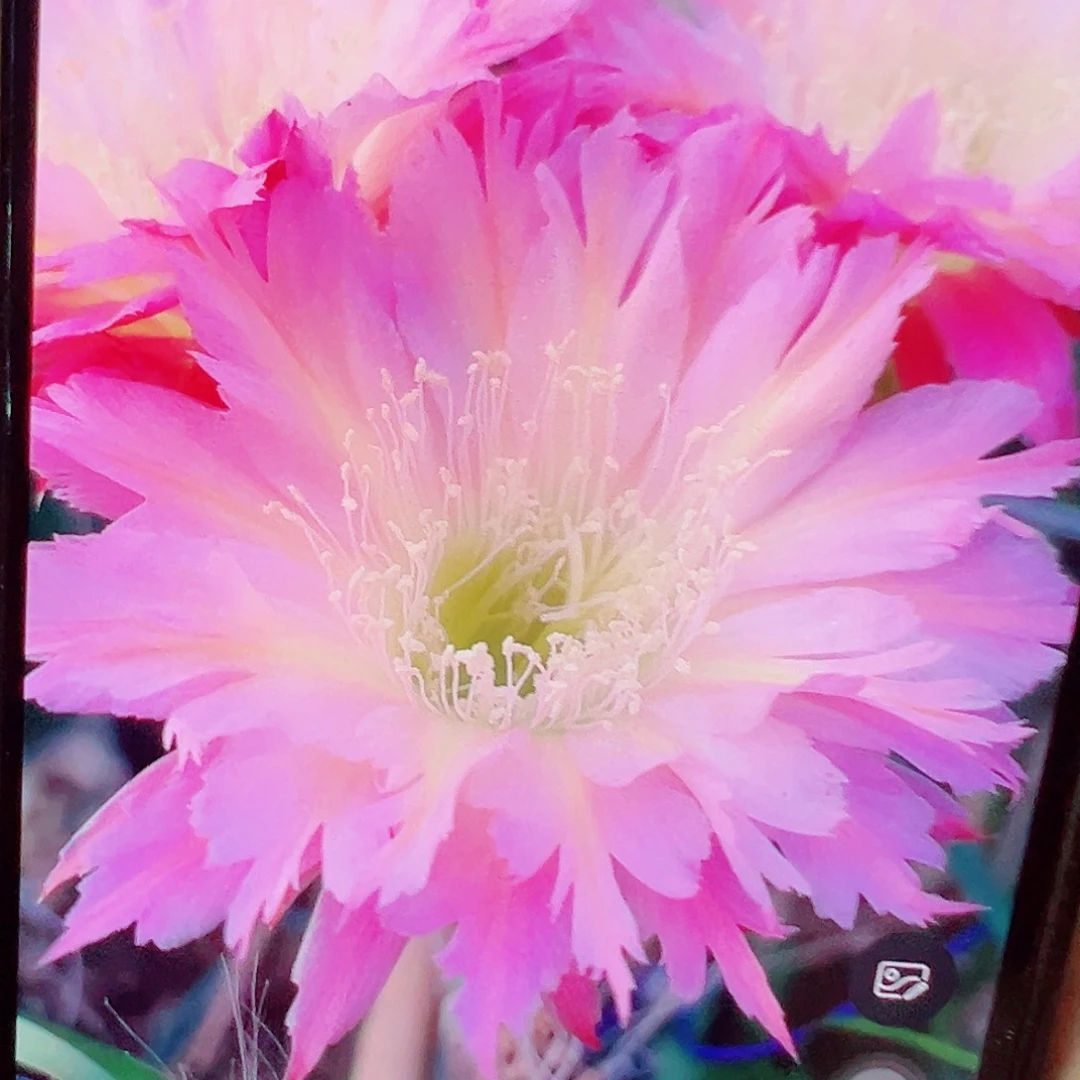 毛花柱紫微星 侧芽 满20包邮